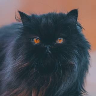 Black Persian cat wallpaper