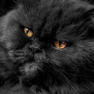 Black Persian cat wallpaper