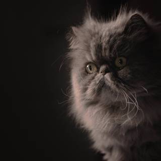 Black Persian cat wallpaper