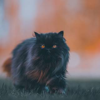 Black Persian cat wallpaper