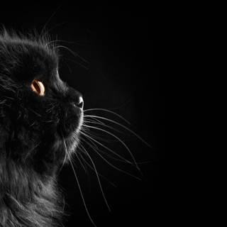 Black Persian cat wallpaper