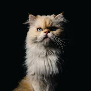Black Persian cat wallpaper