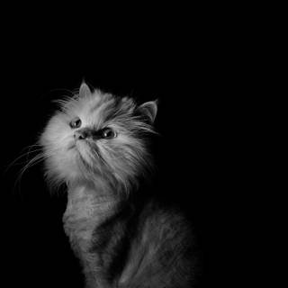 Black Persian cat wallpaper