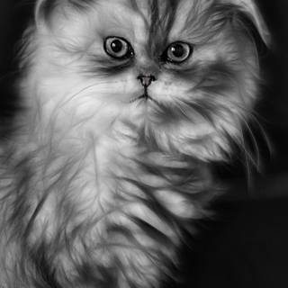 Black Persian cat wallpaper