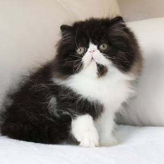 Black Persian cat wallpaper