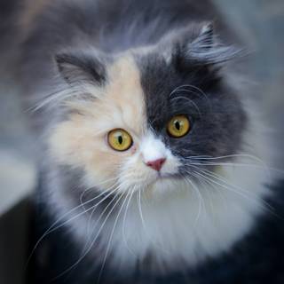 Black Persian cat wallpaper