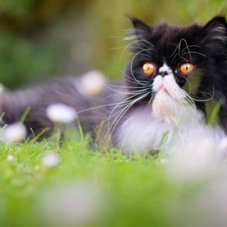 Black Persian cat wallpaper