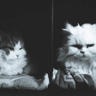 Black Persian cat wallpaper