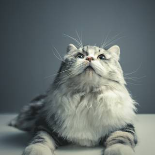 Black Persian cat wallpaper