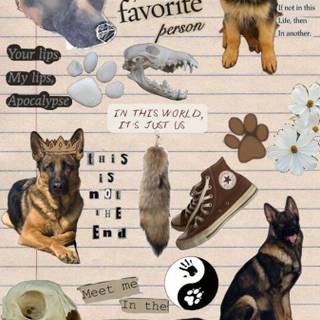 Mean German Shepherd wallpaper