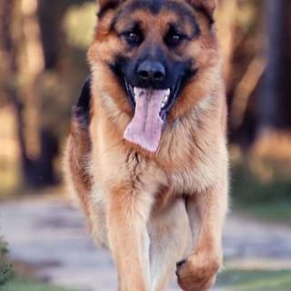 Mean German Shepherd wallpaper