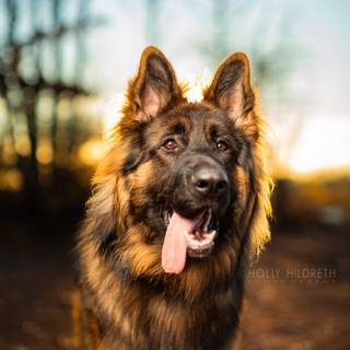 Mean German Shepherd wallpaper