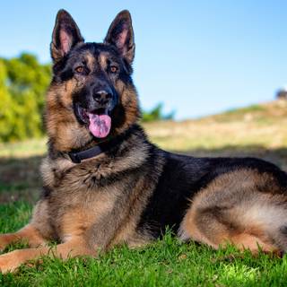 Mean German Shepherd wallpaper