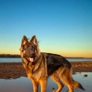 Mean German Shepherd wallpaper