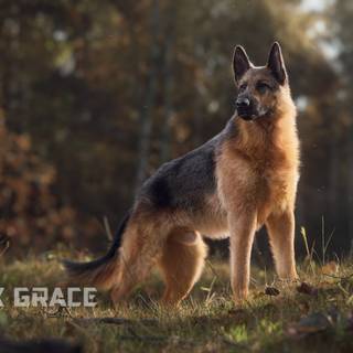 Mean German Shepherd wallpaper