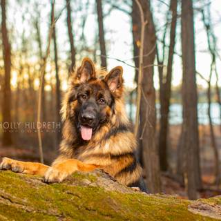 Mean German Shepherd wallpaper