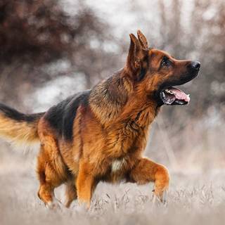 Mean German Shepherd wallpaper