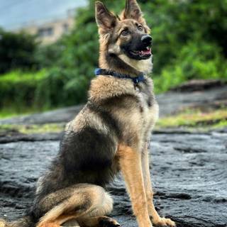 Mean German Shepherd wallpaper