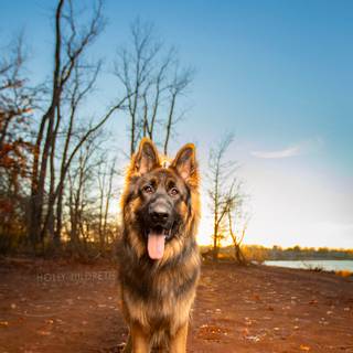 Mean German Shepherd wallpaper