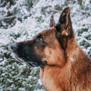 Mean German Shepherd wallpaper