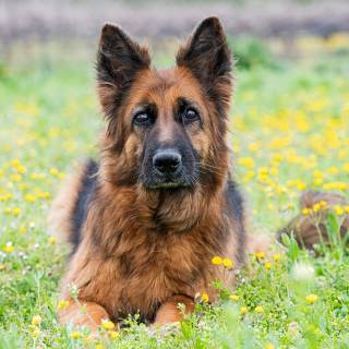 Mean German Shepherd wallpaper