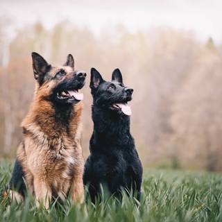 Mean German Shepherd wallpaper