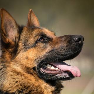 Mean German Shepherd wallpaper