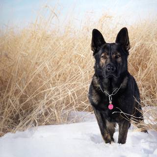 Mean German Shepherd wallpaper