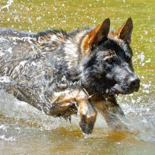 Mean German Shepherd wallpaper