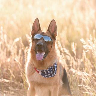 Mean German Shepherd wallpaper