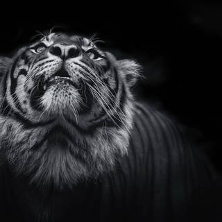 8k black and white wallpaper