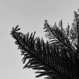 8k black and white wallpaper