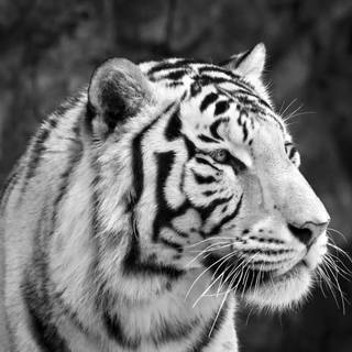 8k black and white wallpaper