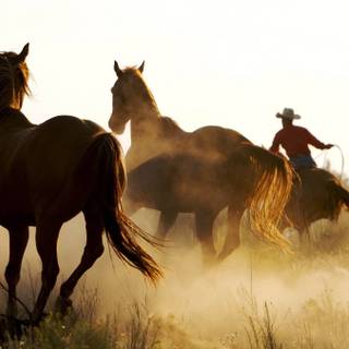 Cowboy horse wallpaper