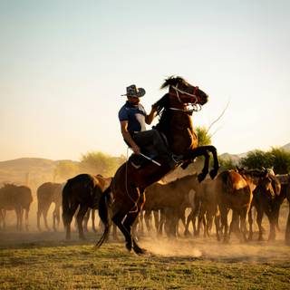 Cowboy horse wallpaper