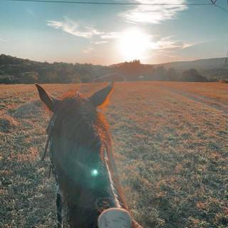 Cowboy horse wallpaper