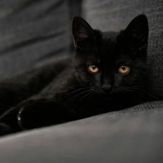 Dark 4k cats wallpaper