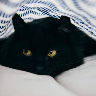 Dark 4k cats wallpaper