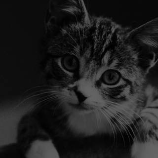 Dark 4k cats wallpaper