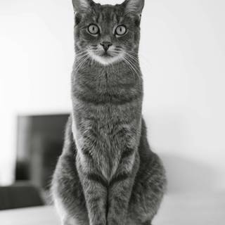 Dark 4k cats wallpaper