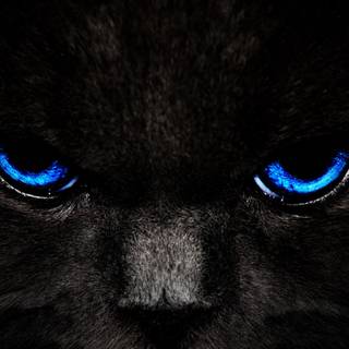 Dark 4k cats wallpaper