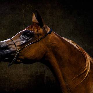 Arabian 4k wallpaper