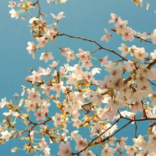 Cherry tree desktop wallpaper