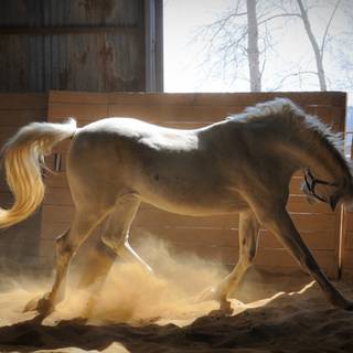 Arabian 4k wallpaper