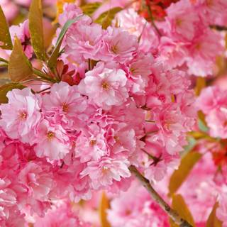 4k pink Japan wallpaper