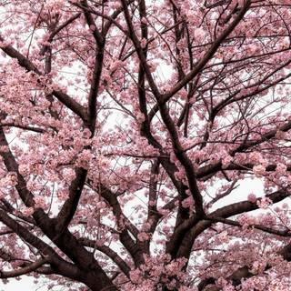 4k pink Japan wallpaper