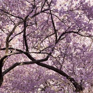 4k pink Japan wallpaper