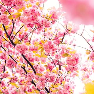 4k pink Japan wallpaper