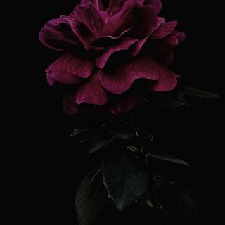 Dark pink iPhone wallpaper