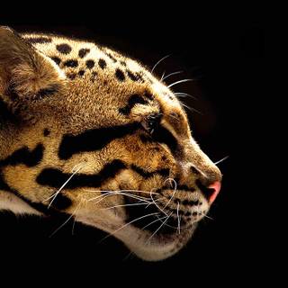 National Geographic iPhone wallpaper